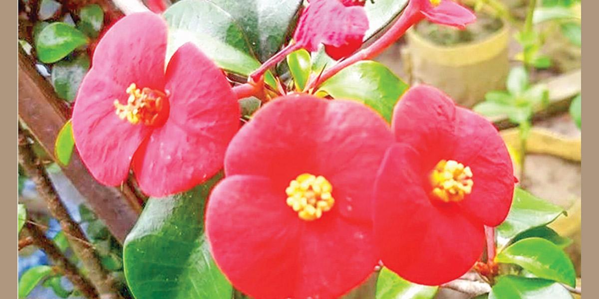 অনন্য কাঁটাহীন কাঁটামুকুট