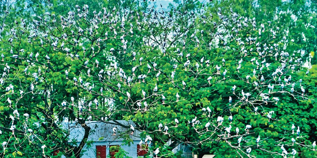 পাখির গ্রাম উলিপুর