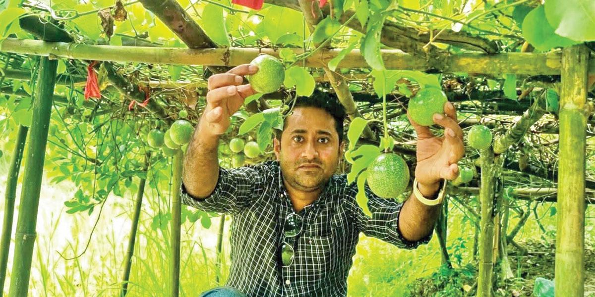 দাউদকান্দিতে বিদেশি ফল প্যাশন চাষে সাফল্য