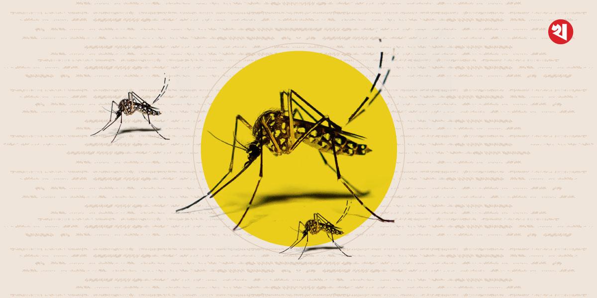 ডেঙ্গুতে আরও ৪ জনের মৃত্যু, হাসপাতালে ভর্তি ২১৬৭