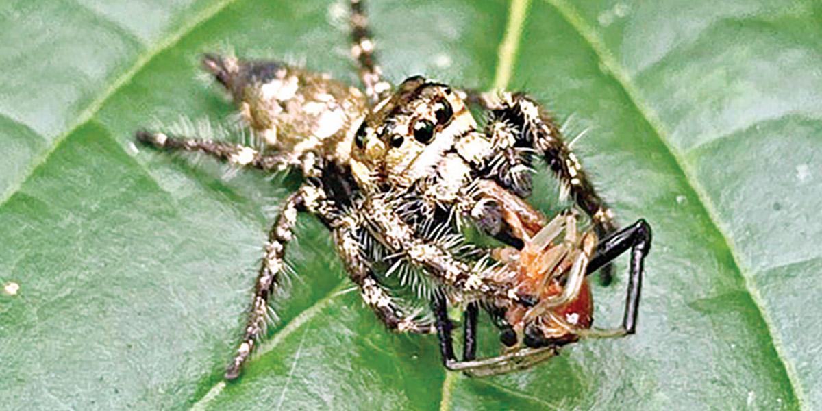 লাফারু পৃথুলা মাকড়সা