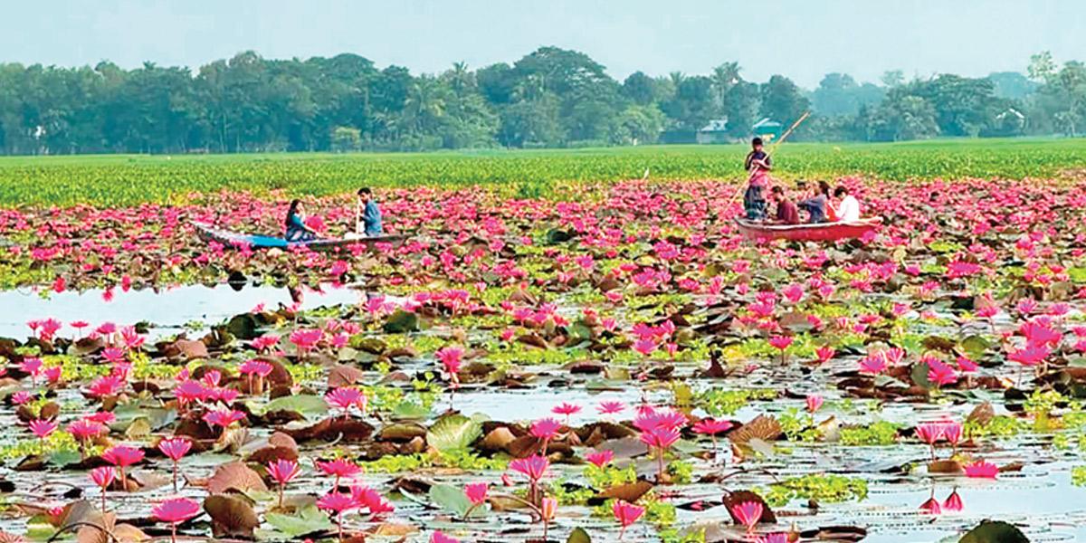 ত্রিশালে মুগ্ধতা ছড়াচ্ছে শাপলার রাজ্য