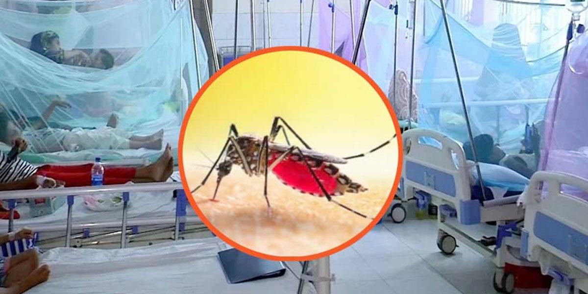 ডেঙ্গুতে এক দিনে আরও ৯ মৃত্যু, হাসপাতালে ভর্তি ১৯৫৪