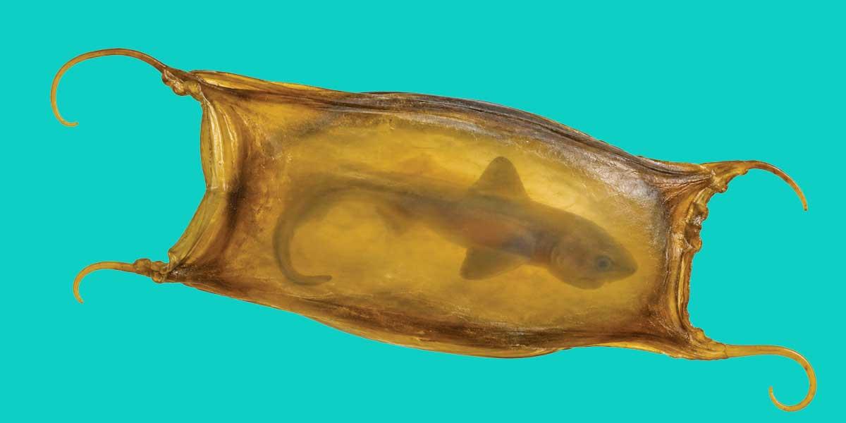 হাঙরের আজব ডিম