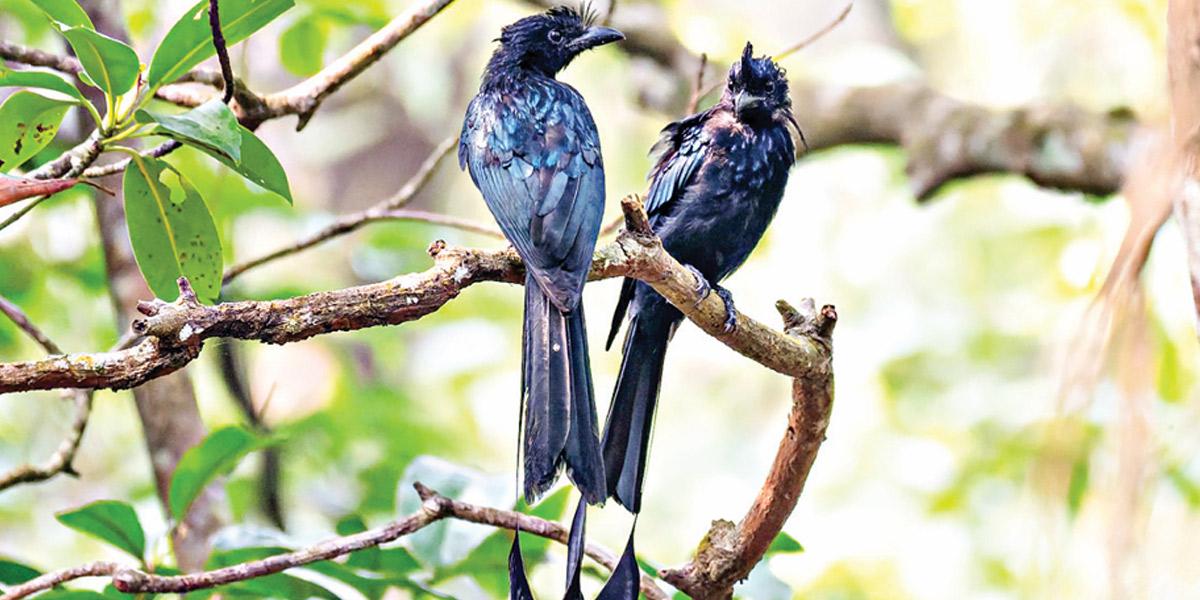 বড় ভীমরাজের গল্প