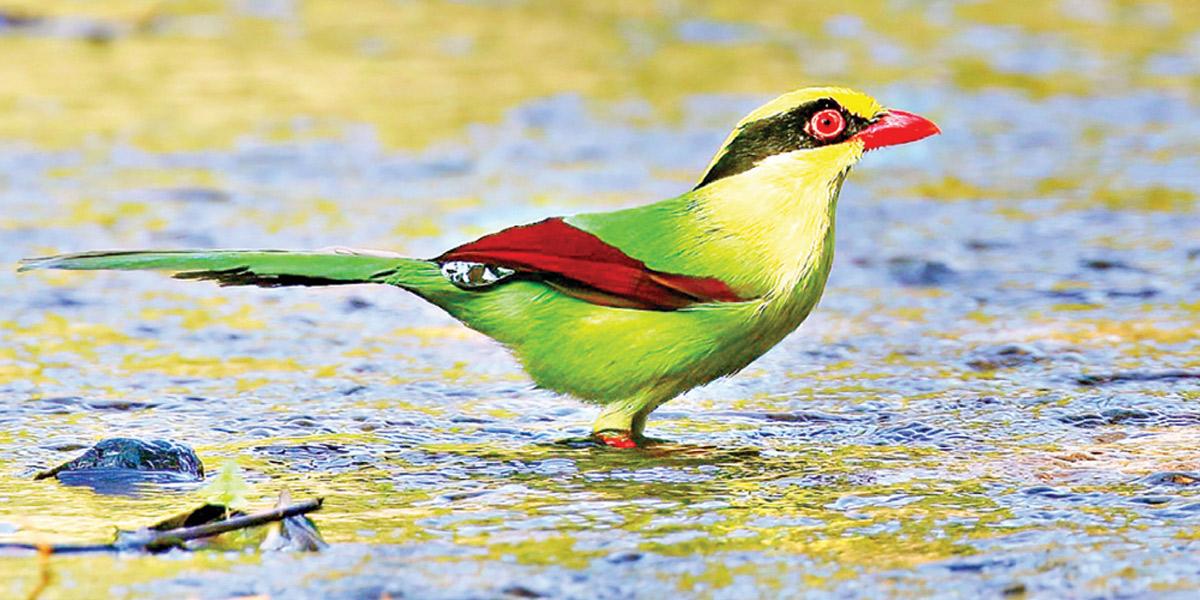 বনে সবুজতাউড়া