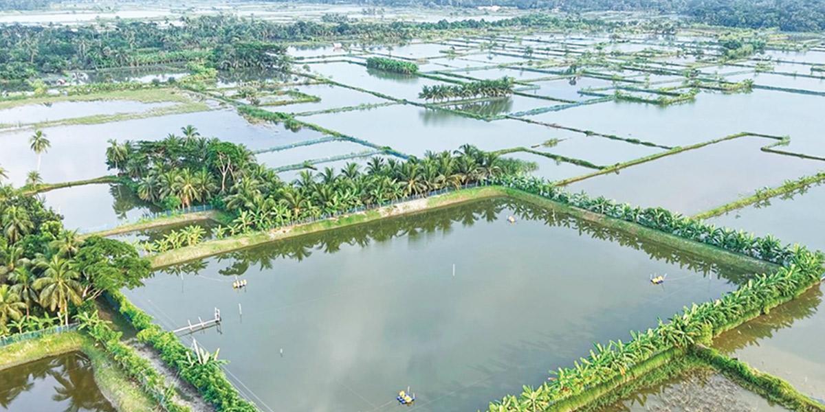 চিংড়ি চাষে রেণুর সংকট, দামও বেশি