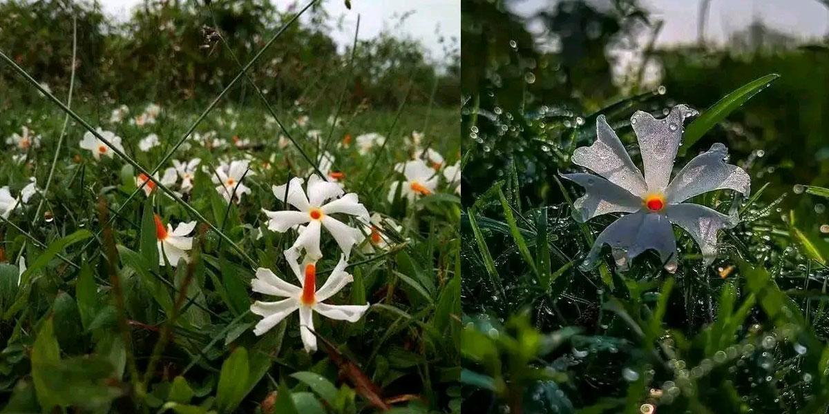 শিউলির সুবাসে শরতের আগমনী