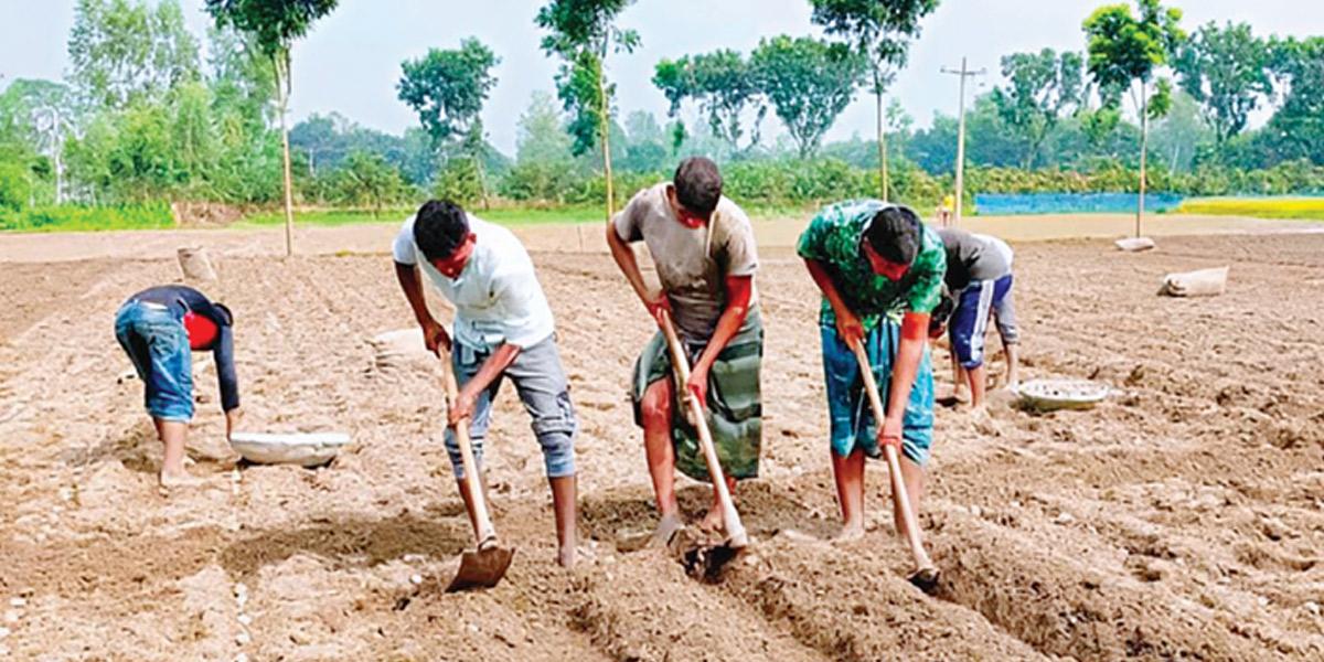 দিনাজপুরে ৪৮ হাজার হেক্টর জমিতে আলু চাষের লক্ষ্যমাত্রা