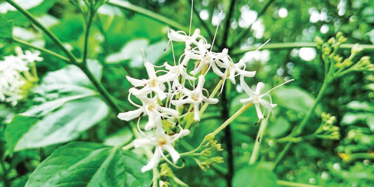 ঔষধি উদ্ভিদ পূর্বী ভাঁট