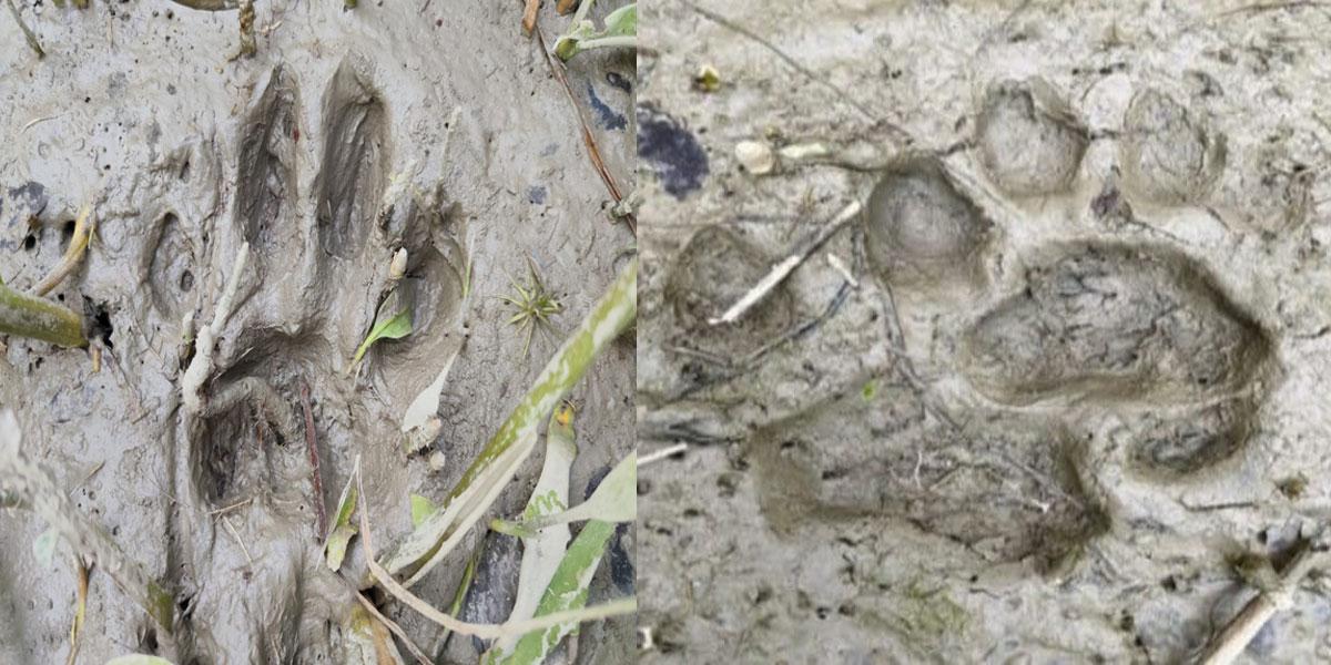 বাগেরহাটে লোকালয়ে বাঘের পায়ের ছাপ, আতঙ্কে স্থানীয়রা