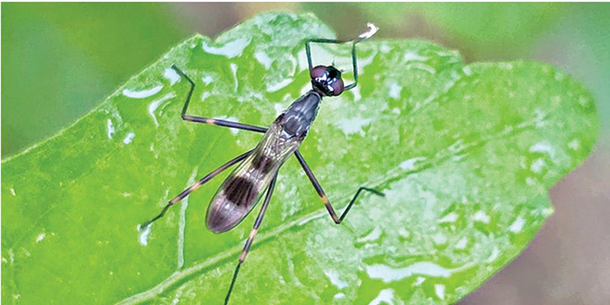 ডোরা ডানার লম্বা-পদী মাছি