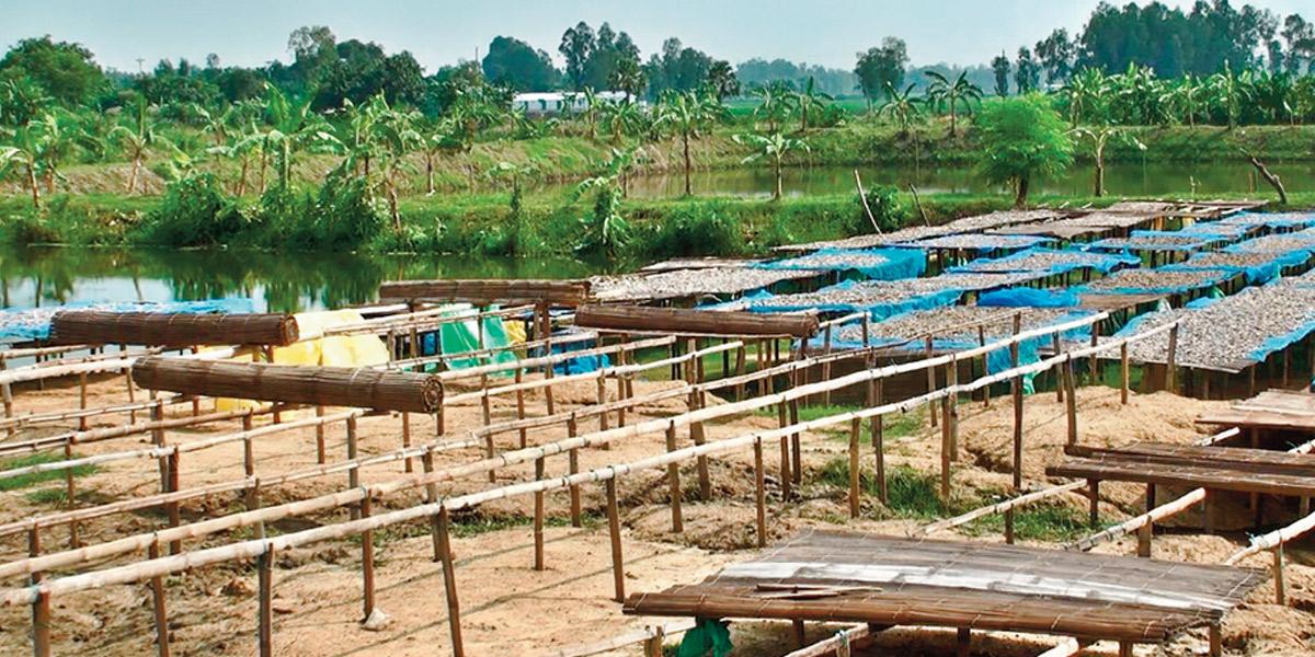 চলনবিলে দেশি মাছের সংকট