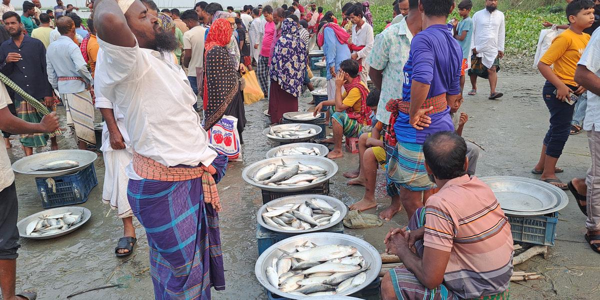 শিবচরে নিষেধাজ্ঞা উপেক্ষা করে চলছে ইলিশ বিক্রি