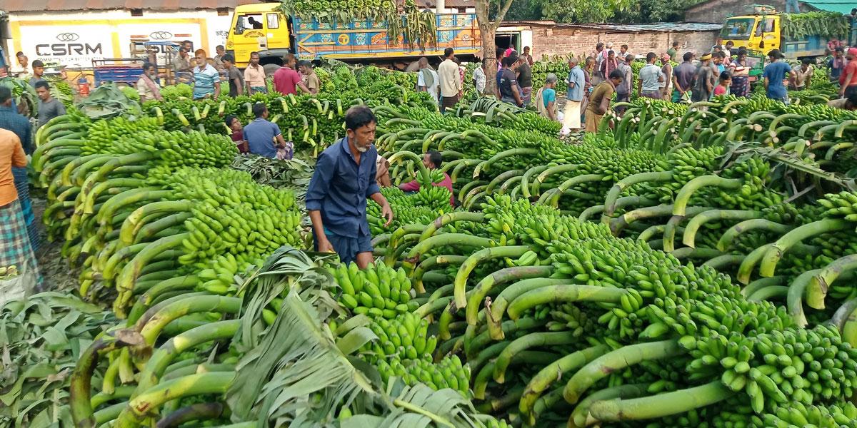 জয়পুরহাটে চিনি চাম্পা কলার দামে ধস, বিপাকে কৃষকরা