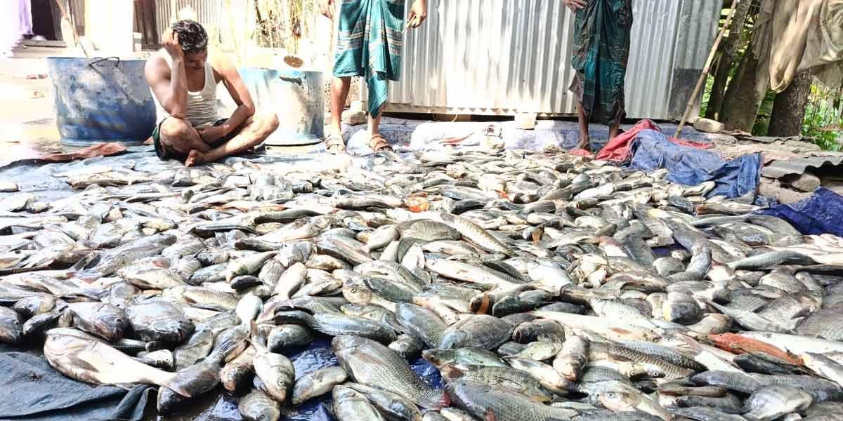 কচুয়ায় পুকুরে বিষ দিয়ে ১৫ লাখ টাকার মাছ নিধনের অভিযোগ