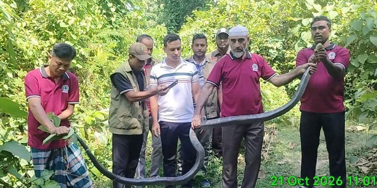 টেকনাফে বসতঘর থেকে কিং কোবরা উদ্ধার