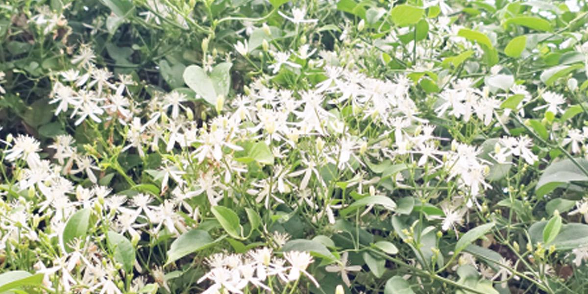 নাম দিয়েছি তারাঝরা