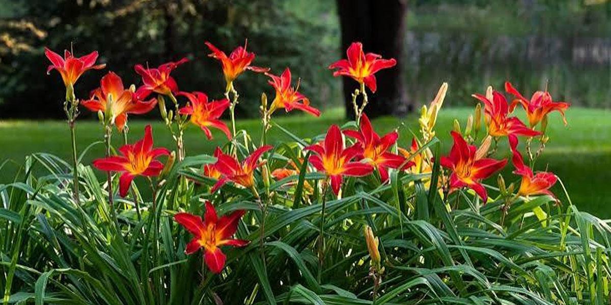 শরতে বহুবর্ষজীবী গাছ রোপনের টিপস