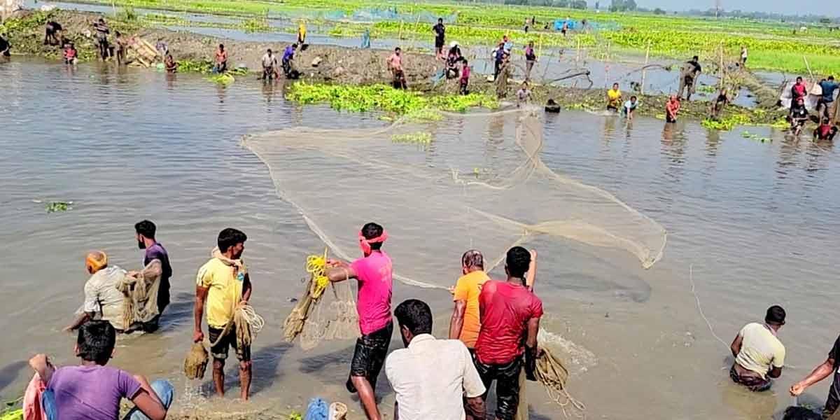 বুড়ির বাঁধে মাছ শিকার উৎসবে মেতেছে ঠাকুরগাঁওবাসী