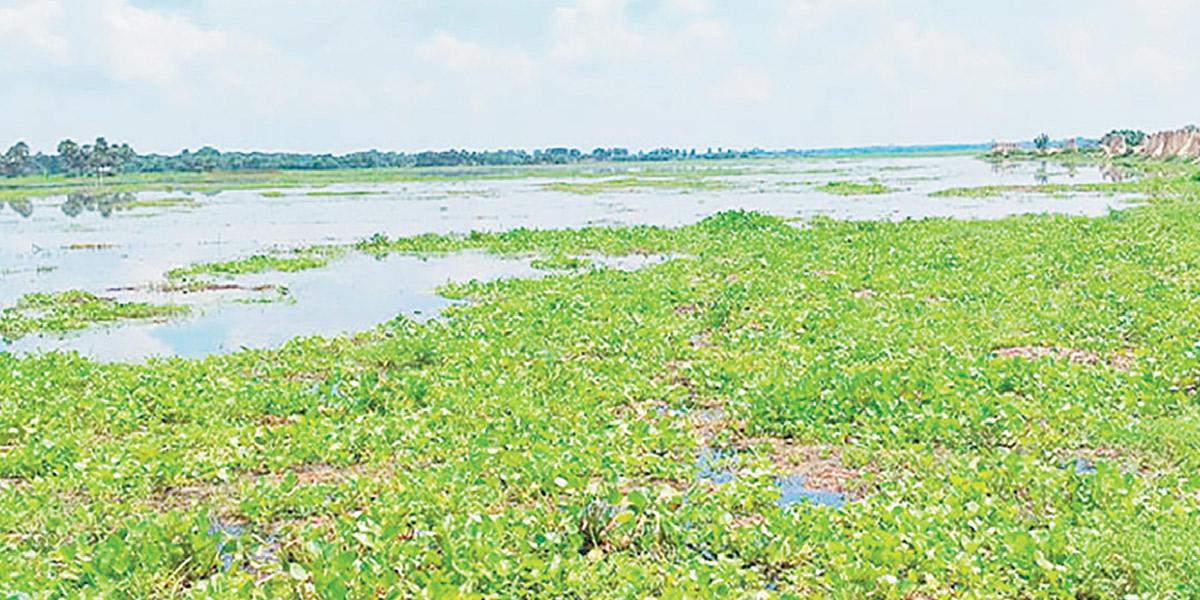 নড়াইলে অবৈধ ঘের খননে বিপাকে কৃষক