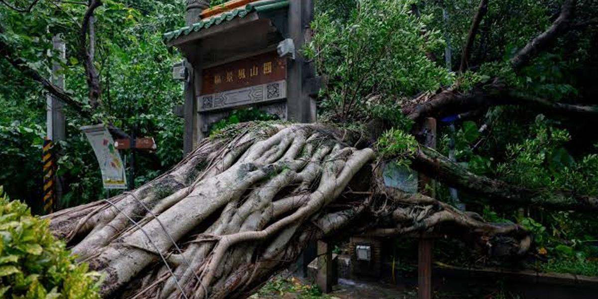 তাইওয়ানে টাইফুন ‘চাম্পি’র তাণ্ডবে নিহত ১, আহত ৫ শতাধিক
