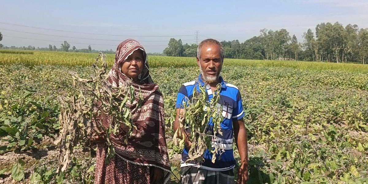 জয়পুরহাটে বিষ দিয়ে তিন কৃষকের বেগুনখেত নষ্ট